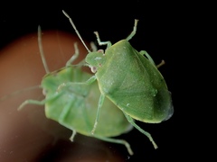 Acrosternum millierei