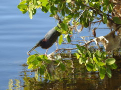 Butorides virescens image