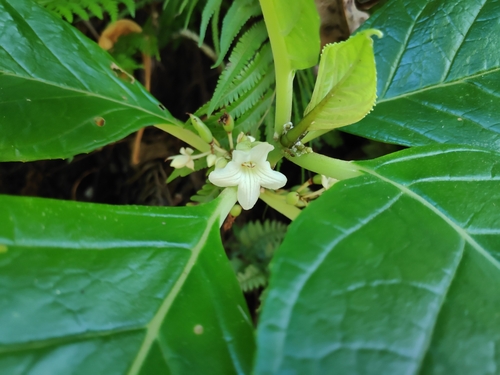 Cyrtandra samoensis observed 2023-07-19