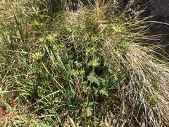 Chaerophyllum eriopodum