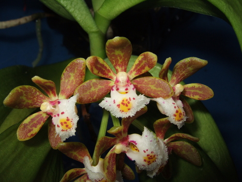 Gastrochilus dasypogon