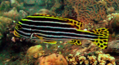Plectorhinchus vittatus