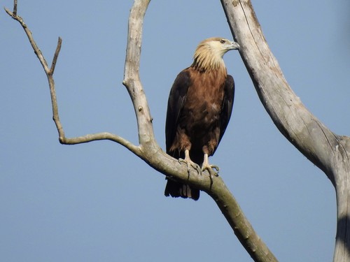 Pallas's FishEagle (Haliaeetus leucoryphus) · iNaturalist