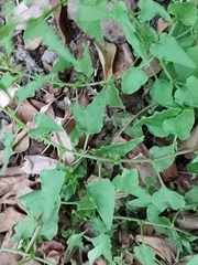 Patellifolia procumbens image