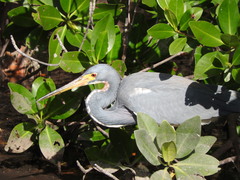 Egretta tricolor image
