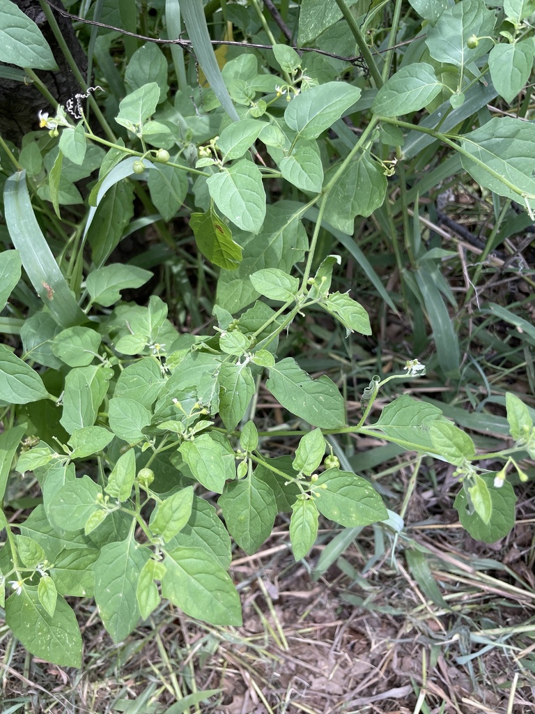 eastern black nightshade from Hillview Dr, Grapevine, TX, US on July 20 ...