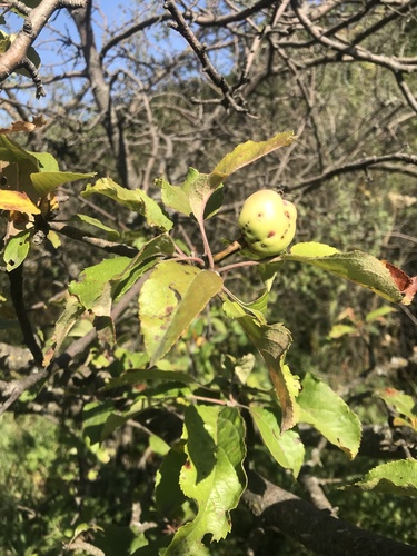 jabuka (Malus domestica)