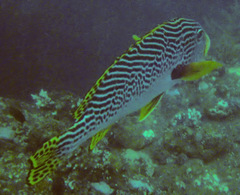Plectorhinchus lineatus