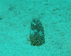 Callechelys marmorata