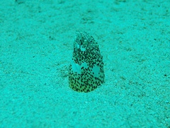 Callechelys marmorata