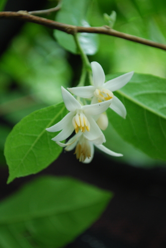 Styrax agrestis