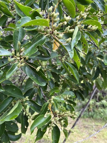 Symplocos racemosa observed 2022-06-18
