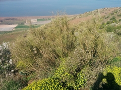 Retama raetam