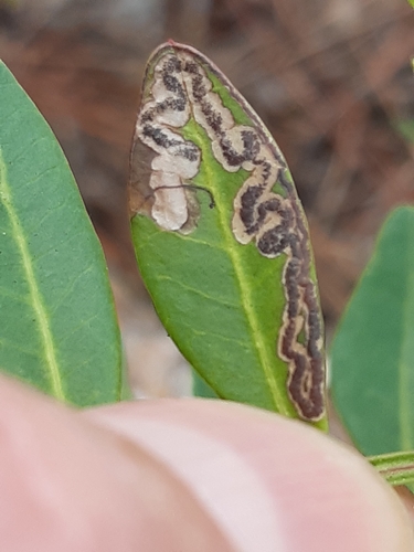 Acalyptris minimella