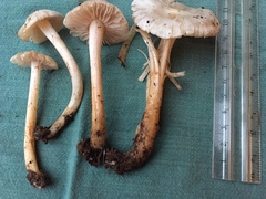Entoloma subochraceum