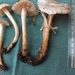 Entoloma subochraceum - Photo (c) Joann Olson, some rights reserved (CC BY-NC), uploaded by Joann Olson