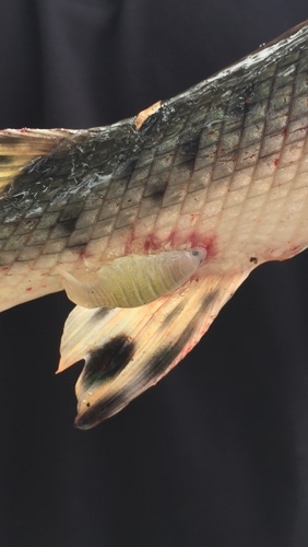 Anilocra acuta