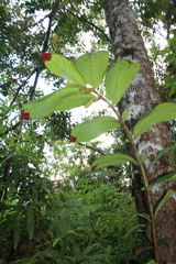 Columnea villosissima