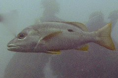 Lutjanus monostigma