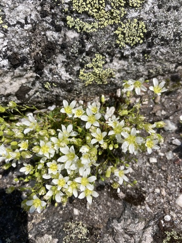 Geocarpon groenlandicum, photograph 1