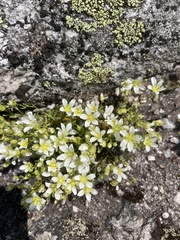 JSReiff, CC BY, iNaturalist via GBIF Geocarpon groenlandicum, photograph JSReiff, CC BY, iNaturalist via GBIF