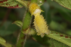 Columnea villosissima
