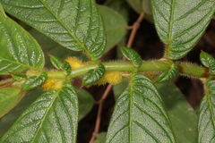 Columnea villosissima