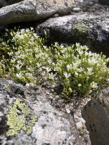 Geocarpon groenlandicum, photograph 2