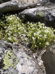 JSReiff, CC BY, iNaturalist via GBIF Geocarpon groenlandicum, photograph JSReiff, CC BY, iNaturalist via GBIF
