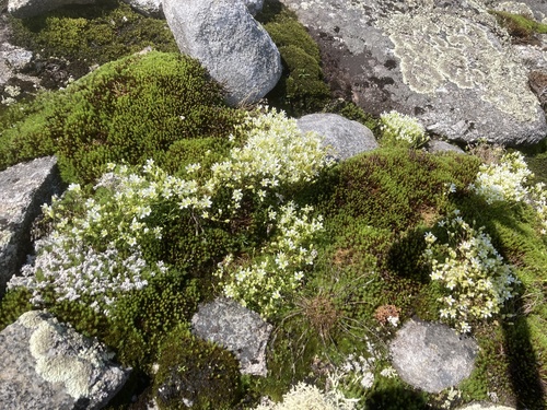 Geocarpon groenlandicum, photograph 3