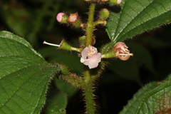 Miconia bullifera
