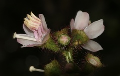 Miconia bullifera
