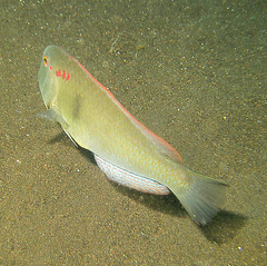 Iniistius pentadactylus