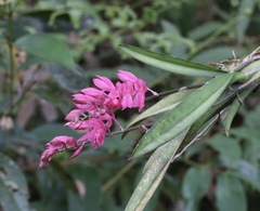 Rodriguezia lanceolata