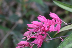 Rodriguezia lanceolata