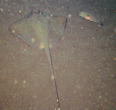 Iniistius pentadactylus