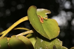 Acianthera