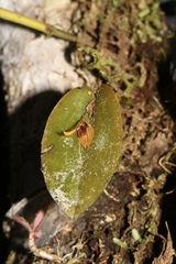 Acianthera