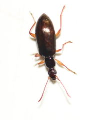Statira