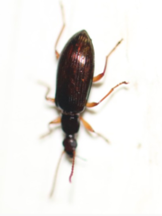 Statira