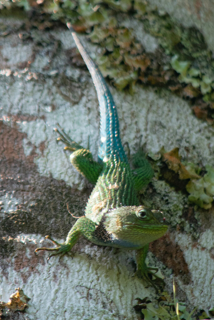 Stejneger's Blackcollar Spiny Lizard