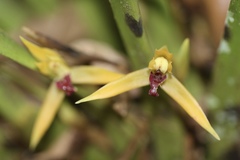 Maxillaria nasuta