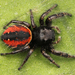 Araña Saltarina de Cola Roja - Photo Kaldari, sin restricciones conocidas de derechos (dominio publico)