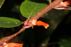 Columnea angustata