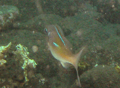 Scolopsis xenochrous