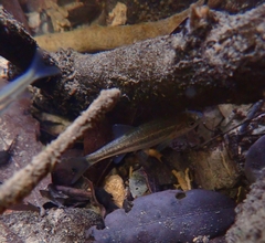 Epiros Riffle Dace photo 5