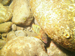 Epinephelus fasciatus