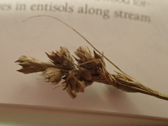 Carex brevior