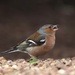 Fringillidae - Photo (c) Luke Goddard, μερικά δικαιώματα διατηρούνται (CC BY-NC), uploaded by Luke Goddard