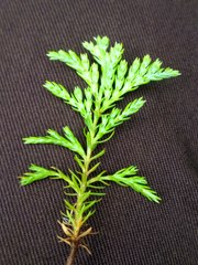 Chamaecyparis lawsoniana